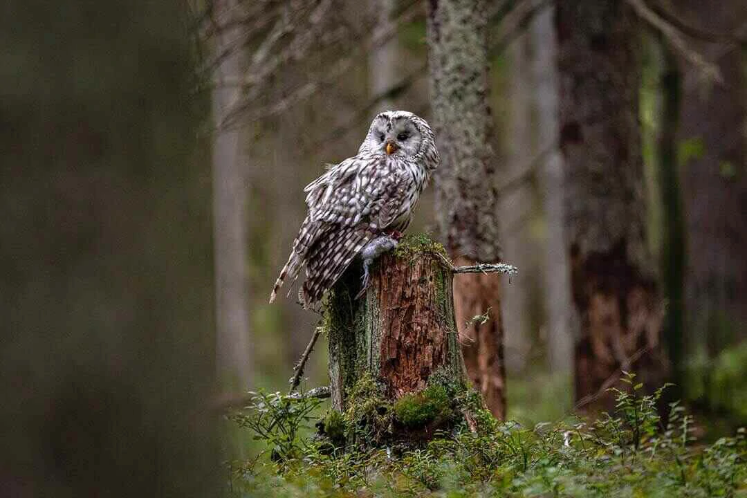 African Wood Owl